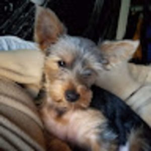 Meet your Posher, Tino